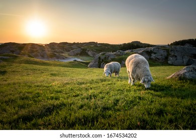 Golden light at sunset over green coastal fields with sheep grazing Norway