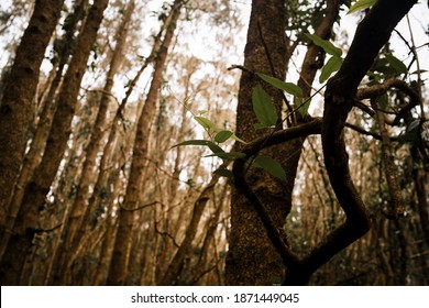 Golden Light Through Tall Trees