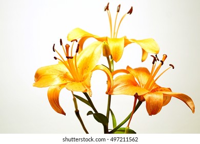 17,931 Golden Lily Images, Stock Photos & Vectors | Shutterstock