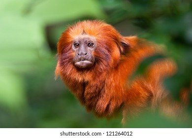 Golden Lion Tamarin