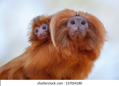 Golden Lion Tamarin