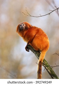 Golden Lion Tamarin