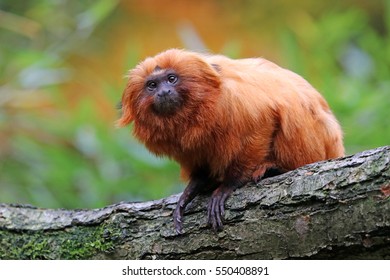 Golden Lion Tamarin