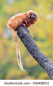 Golden Lion Tamarin