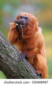 Golden Lion Tamarin