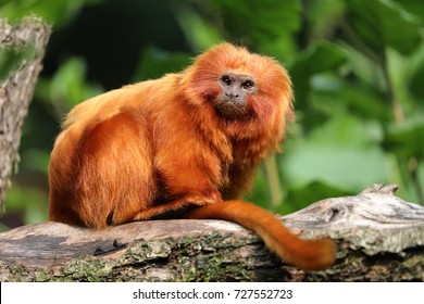 Golden Lion Tamarin