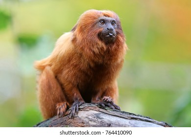 Golden Lion Tamarin