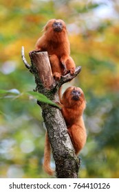 Golden Lion Tamarin