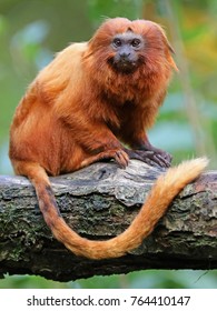 Golden Lion Tamarin