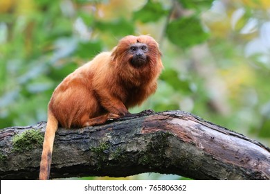 Golden Lion Tamarin