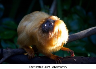 Golden Lion Tamarin In The Auckland Zoo