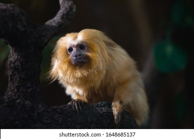 The Golden Lion Tamarin Also Known As The Golden Marmoset, Is A Small New World Monkey Of The Family Callitrichidae.  (Leontopithecus Rosalia)