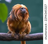 The golden lion tamarin (Leontopithecus rosalia, also known as the golden marmoset, is a small New World monkey of the family Callitrichidae