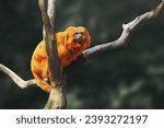 Golden lion tamarin (Leontopithecus rosalia)