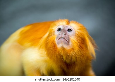 The Golden Lion Tamarin (Leontopithecus Rosalia), Also Known As The Golden Marmoset, Is A Small New World Monkey Of The Family Callitrichidae.