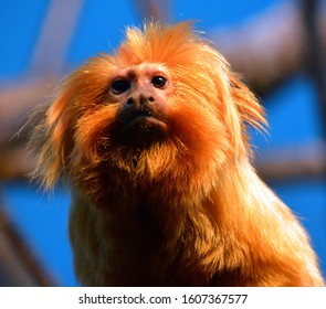 The Golden Lion Tamarin Leontopithecus Rosalia,, Also Known As The Golden Marmoset, Is A Small New World Monkey Of The Family  Callitrichidae