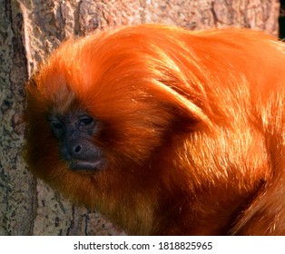 The Golden Lion Tamarin Leontopithecus Rosalia,, Also Known As The Golden Marmoset, Is A Small New World Monkey Of The Family  Callitrichidae