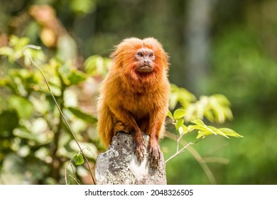 Golden Lion Tamarin (Leontopithecus rosalia) - Red List Status: Endangered
