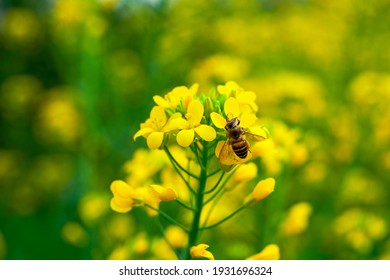 Golden lush blooming rapeseed, bees are collecting nectar - Powered by Shutterstock