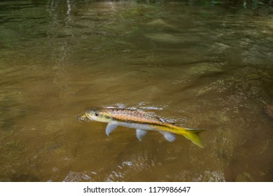 Golden Mahseer Fishing