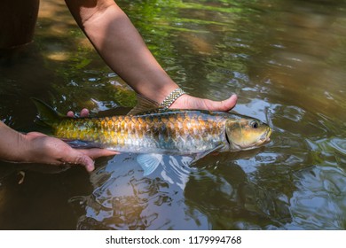 Golden Mahseer Fishing