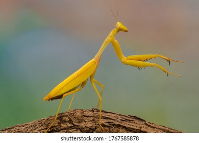 401 Golden mantis Images, Stock Photos & Vectors | Shutterstock