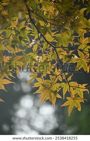 Similar – Autumn Nature Sky Bushes