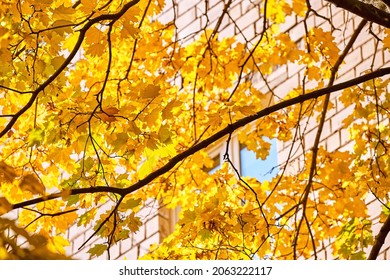 Golden maple trees in Moscow streets in autumn 