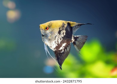 Golden Marble Angelfish (Pterophyllum scalare) - Freshwater Fish