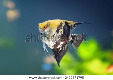 Golden Marble Angelfish (Pterophyllum scalare) - Freshwater Fish