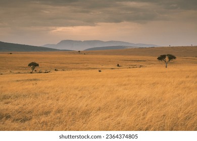 Golden meadows in the savanna fields in Kenya, Africa. African Savannah Landscape in Masai Mara National Reserve. - Powered by Shutterstock