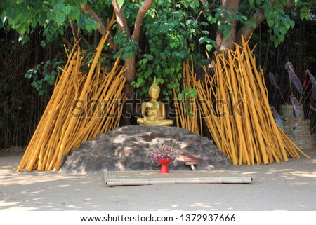 the golden meditation buddha statue under the Sacred fig tree