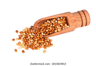 Golden Millet Isolated On White Background. Bird Food.