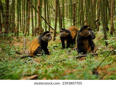 Golden Monkey - Cercopithecus kandti originally subspecies of Blue monkey (Cercopithecus mitis kandti), found in Mgahinga in Uganda, Volcanoes in Rwanda and Virunga in highland forest near bamboo.