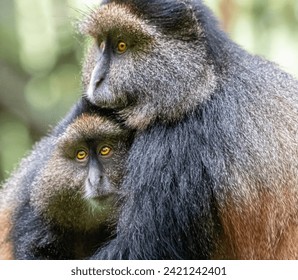 Golden monkey mother and baby in bamboo forest in Rwanda