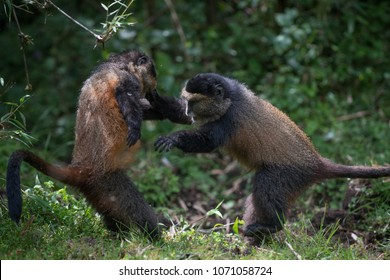 Monkey Punch Images Stock Photos Vectors Shutterstock