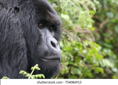 Golden Monkey In Rwanda