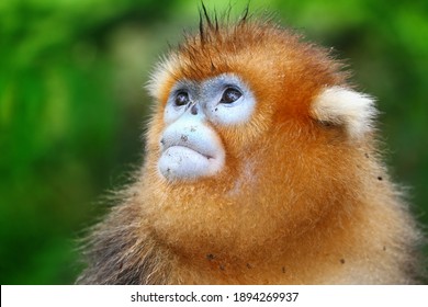 Golden Monkey In Shennongjia, Hubei