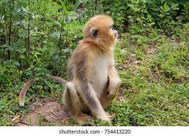 Golden Monkey In Shennongjia, Hubei