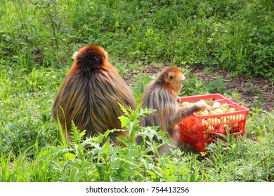 Golden Monkey In Shennongjia, Hubei