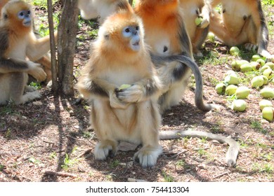 Golden Monkey In Shennongjia, Hubei