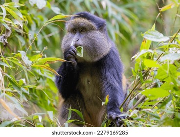 Golden Monkey in the Virunga volcanic mountains of central Africa - Powered by Shutterstock