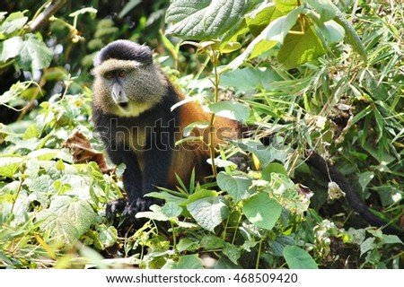 Golden Monkey, Volcanoes National Park