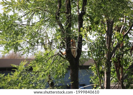 Similar – Image, Stock Photo Playing cats Climbing