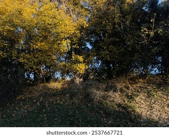 Golden morning light illuminating fall foliage in an autumn woodland scene. Crisp leaves scattered on the ground, capturing the peaceful essence of a fall morning in nature. - Powered by Shutterstock