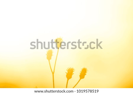 Similar – Image, Stock Photo calyptra Colour photo