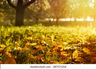 Golden morning sun rays on green grass in autumn. Beautiful nature background. Very shallow depth of field. - Shutterstock ID 287571254