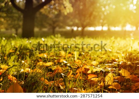 Golden morning sun rays on green grass in autumn. Beautiful nature background. Very shallow depth of field.