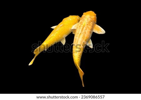 Golden Ogon fancy carp fishes such as Doitsu Yamabuki Ogon and Hikarimujimono koi which has golden yellow. They're swimming in freshwater. Isolated, black background, clipping path, photo, die cut. 