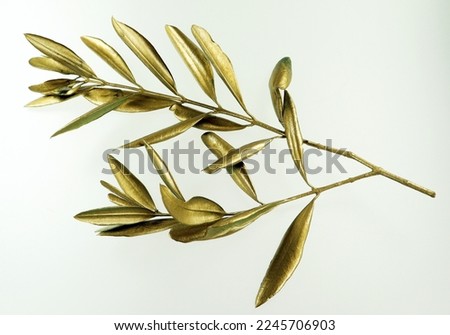 Golden olive branch isolated on white background macro close up. Gold olive leaves.